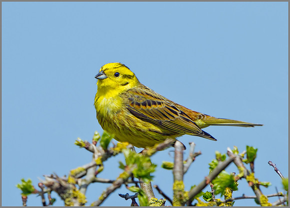 Yellowhammer (Geothlypis trichas), Norfolk, April 2013