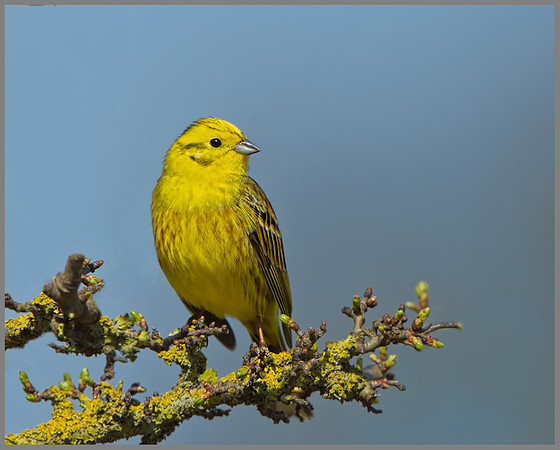 Yellowhammer (Geothlypis trichas), Norfolk, April 2013