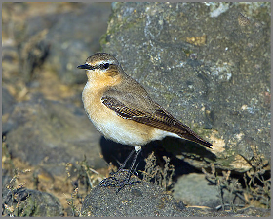 Male Northern Wheater (Oenanthe oenanthe), Norfolk, April 2013