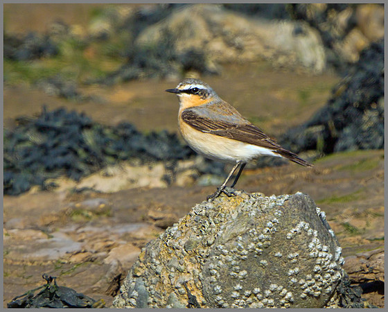 Northern Wheater (Oenanthe oenanthe), Norfolk, April 2013