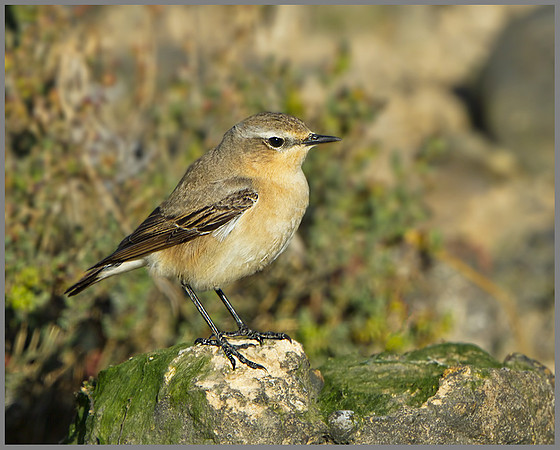 Northern Wheater (Oenanthe oenanthe), Norfolk, April 2013