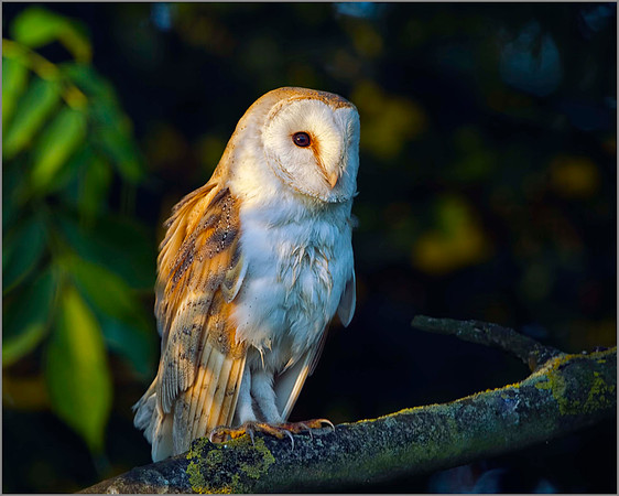 Barn Owl (Tyto alba), Bempton, June 2014