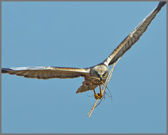 Male Marsh Harrier (Cirus aeruginosus), Norfolk, April 2013