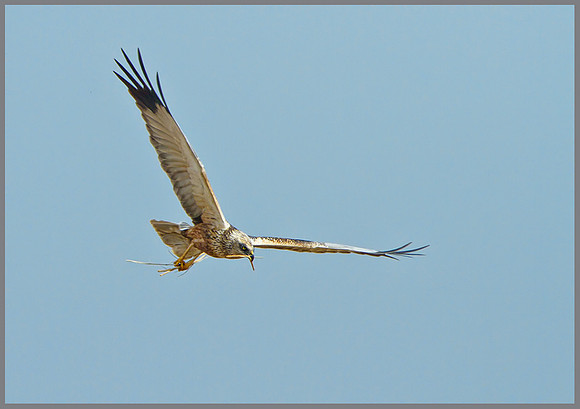 Male Marsh Harrier (Cirus aeruginosus), Norfolk, April 2013
