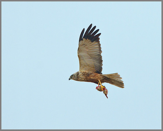 Marsh Harrier (Cirus aeruginosus), Norfolk, April 2013