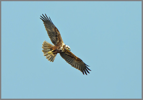 Female Marsh Harrier (Cirus aeruginosus), Norfolk, April 2013