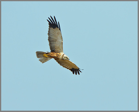 Male Marsh Harrier (Cirus aeruginosus), Norfolk, April 2013