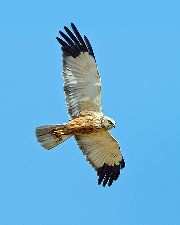Male Marsh Harrier (Cirus aeruginosus), Norfolk, April 2013
