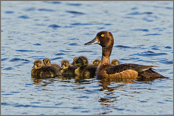 Female Tufted Duck and ducklings (Aythya fuligula), Upton Warren NR, July 2015