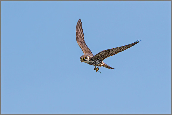 Eurasian Hobby (Falco subbuteo), Upton Warren NR, July 2015