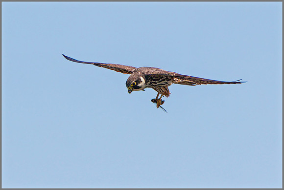 Eurasian Hobby (Falco subbuteo), Upton Warren NR, July 2015