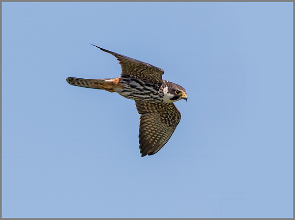 Eurasian Hobby (Falco subbuteo), Upton Warren NR, July 2015