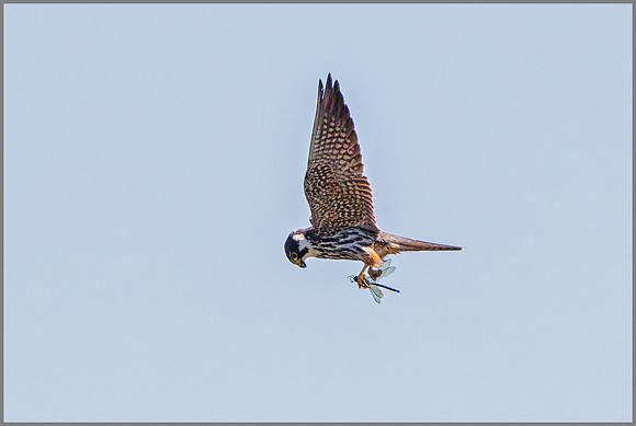 Eurasian Hobby (Falco subbuteo), Upton Warren NR, July 2015