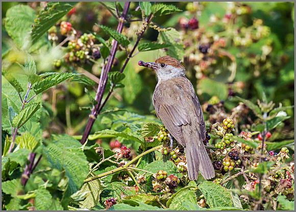 Female Blackcap (Sylvia atricapilla), Upton Warren NR, 26 July 2015