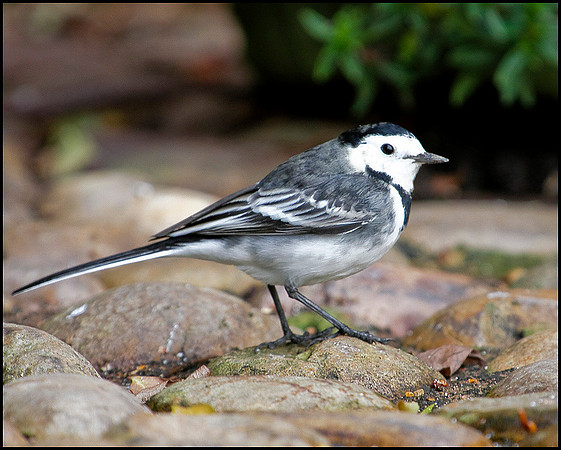 Pied Wagtail, Bromsgrove, 03 December 2009