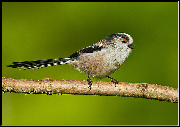 Long-tailed Tit, Bromsgrove, 11 October 2010