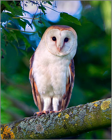 Barn Owl (Tyto alba), Bempton, June 2014