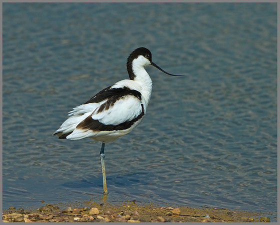 Avocet (Recurvirostra avosetta), Upton Warren, 07 May 2013