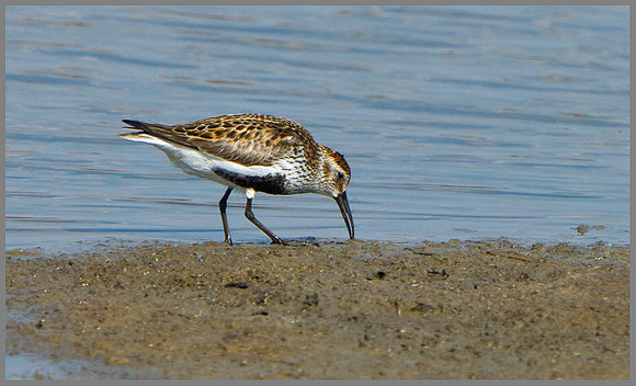 Dunlin (Calidris alpina), Upton Warren, 07 May 2013