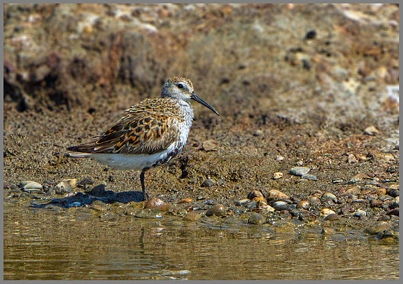 Dunlin (Calidris alpina), Upton Warren, 07 May 2013