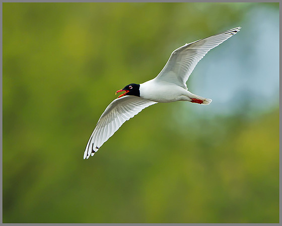 Mediterranean Gull (Larus melanocephalus), Upton Warren 13 May 2013