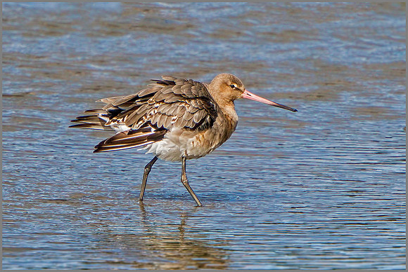 Black-tailed Godwit (Limosa limosa), Upton Warren NR, 30 July 2015