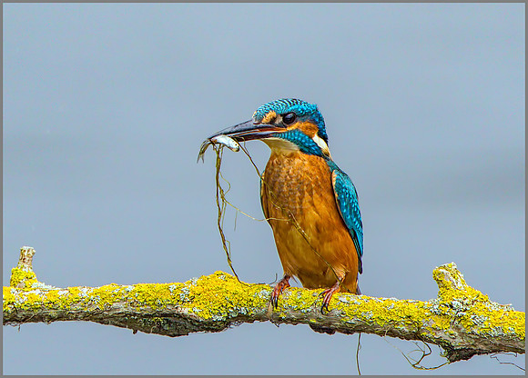 Common Kingfisher (Alcedo atthis), Upton Warren NR, 01 August 2015