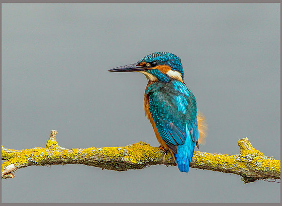 Common Kingfisher (Alcedo atthis), Upton Warren NR, 01 August 2015