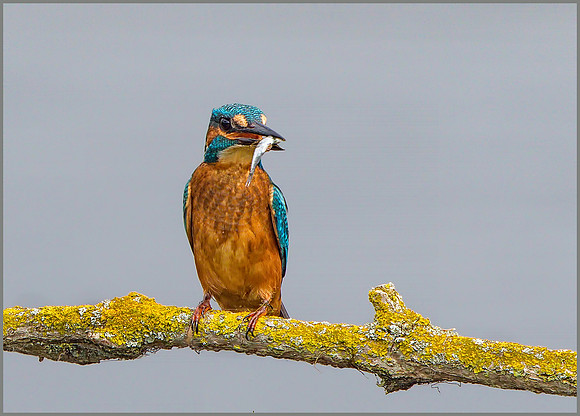 Common Kingfisher (Alcedo atthis), Upton Warren NR, 01 August 2015