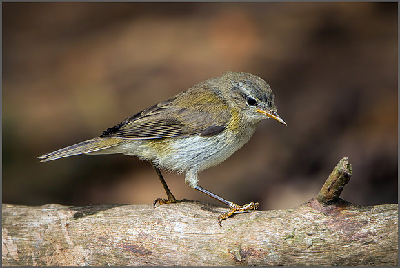 Common Chiffchaff (Phylloscopus collybita), Warwickshire, 11 August 2015