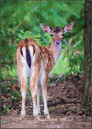Fallow Deer (Dama dama). Warwickshire 11 August 2015