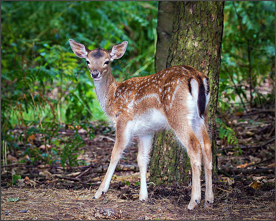 Fallow Deer (Dama dama). Warwickshire 11 August 2015