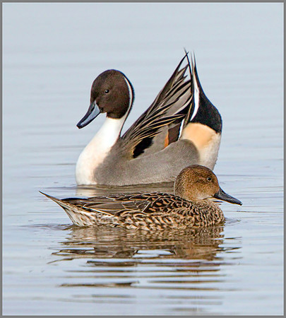 Duck and Drake Pintail (Anas acuta), Slimbridge WWT, November 2014