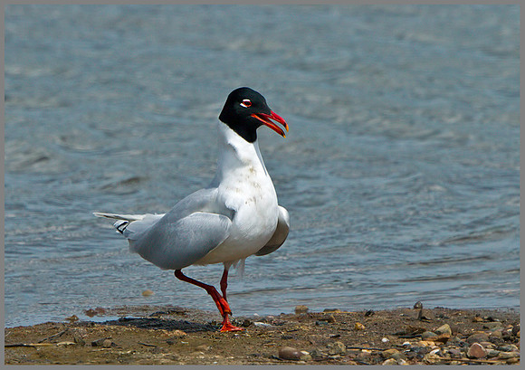 Mediterranean Gull (Larus melanocephalus), Upton Warren 15 May 2013