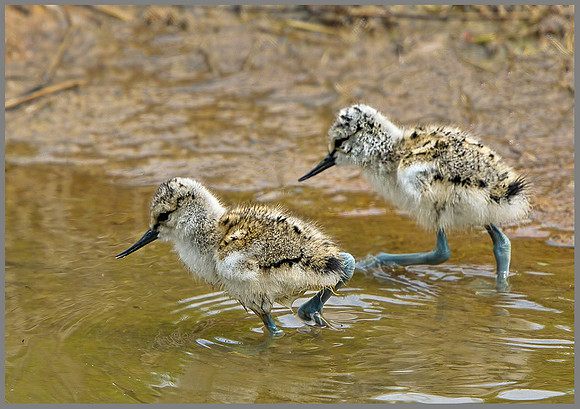 Avocet Chicks (Recurvirostra avosetta), Upton Warren, 15 May 2013