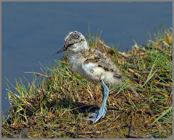 Avocet Chicks (Recurvirostra avosetta), Upton Warren, 15 May 2013