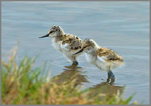 Avocet Chicks (Recurvirostra avosetta), Upton Warren, 15 May 2013