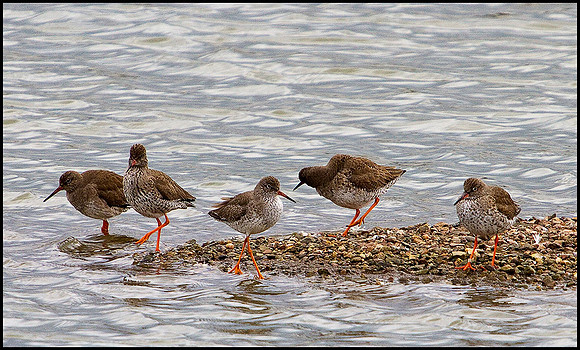 Redshanks, Upton Warren Flashes, 04 April 2010