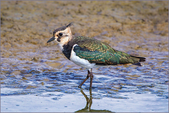 Northern Lapwing (Vanellus vanellus), Upton Warren NR, September 2015
