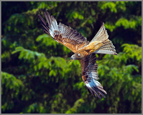Red Kite (Milvus milvus), Wales, July 2013