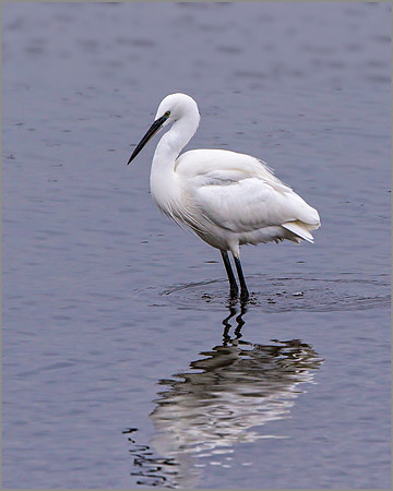 Little Egret (Egretta garzetta), Upton Warren NR, December 2015
