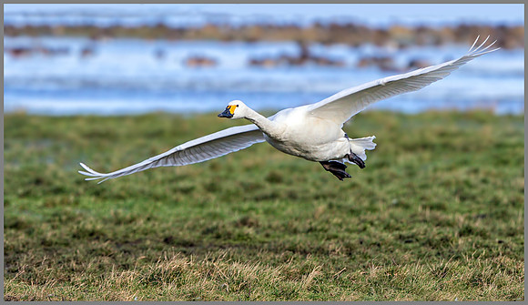 Bewick's Swan (Cygnus columbianus bewickii), Slimbridge WWT January 2016