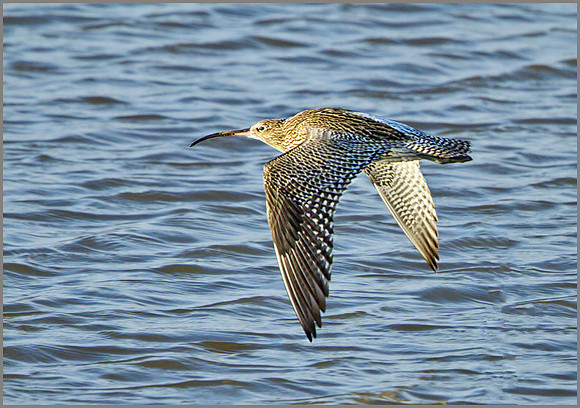 Curlew (Numenius arquata), Upton Warren, January 2014