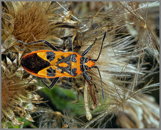 Black and Red Squash Bug (Corizus hyoscyami), Chaddesley Wood, 11 August 2013