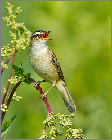 Sedge Warbler (Acrocephalus schoenobaenus), Marsh Lane, July 2013