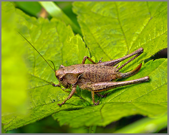 Female Dark Bush-cricket Pholidoptera griseoaptera), Coseley Wood, July 2013