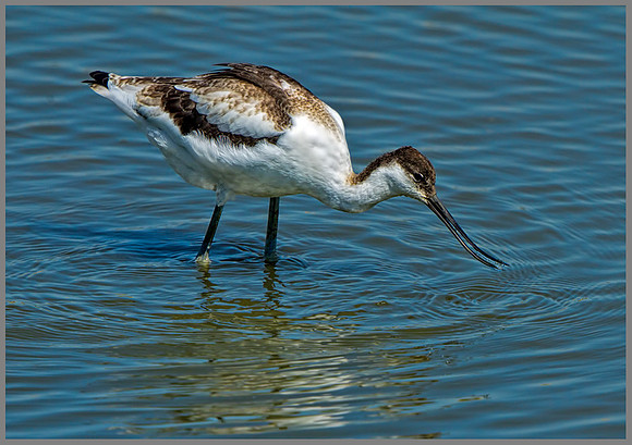 Juvenile Avocet (Recurvirostra avosetta), Upton Warren Flashes, 01 August 2013