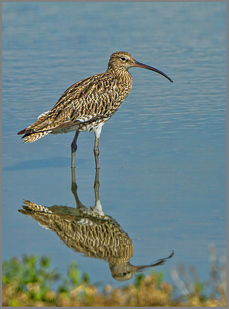 Curlew (Numenius arquata), Upton Warren, August 2013