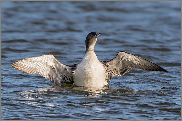 Juvenile Great Northern Diver (Gavia immer) Bittell, December 2015