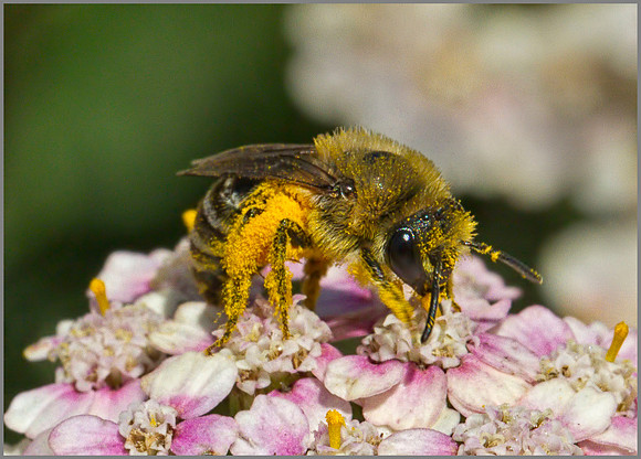 Honey Bee (Apis mellifera), Warwickshire, July 2014